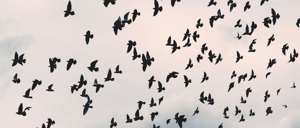 Il bird strike non è più una scusa per il ritardo dei voli